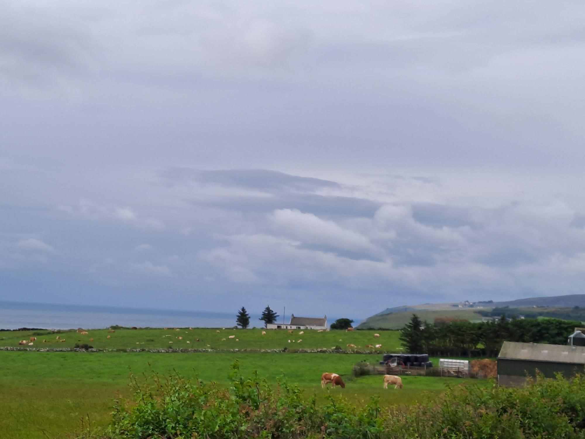 Landscape picture of cows and sheep