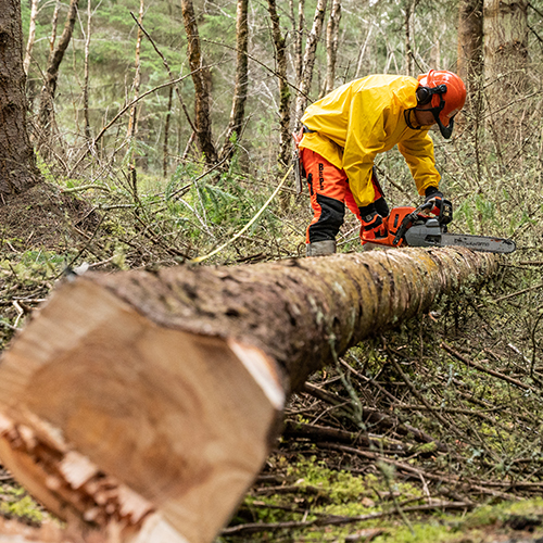 Student cutting tree log with chainsaw